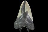 Bargain, Fossil Megalodon Tooth - North Carolina #91619-2